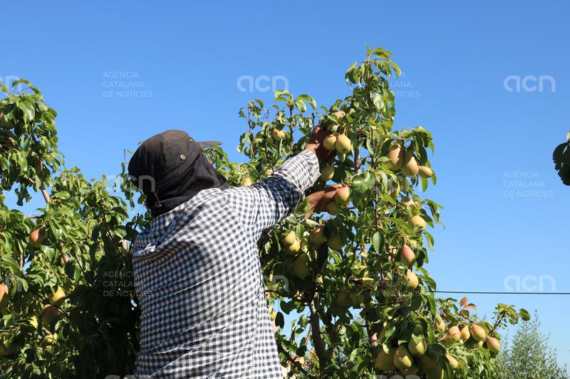 UGT exigeix més inspeccions de treball després de la mort d'un temporer de la fruita en plena onada de calor