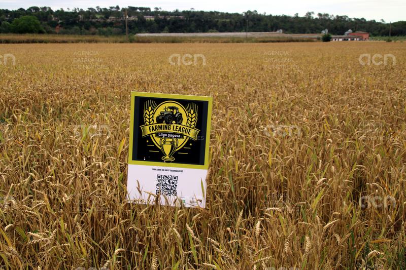 Impulsen una competició agrària de blat de secà per reivindicar feina dels agricultors gironins
