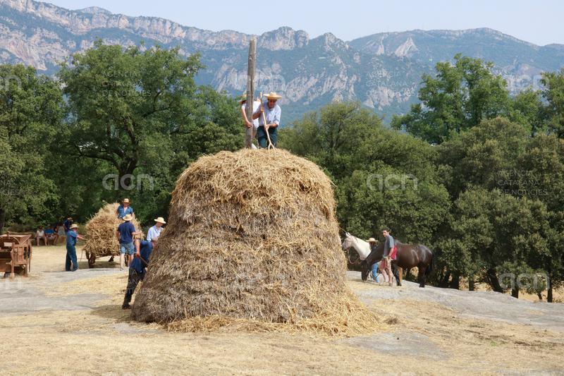 Avià celebra la 37a Festa del Segar i el Batre per recordar el seu passat agrícola