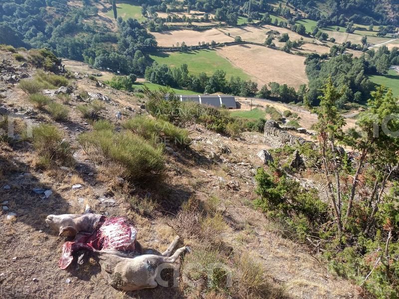 Un ramader denuncia que un os li ha matat tres ovelles a 500 metres del poble d'Isil, al Pallars Sobirà
