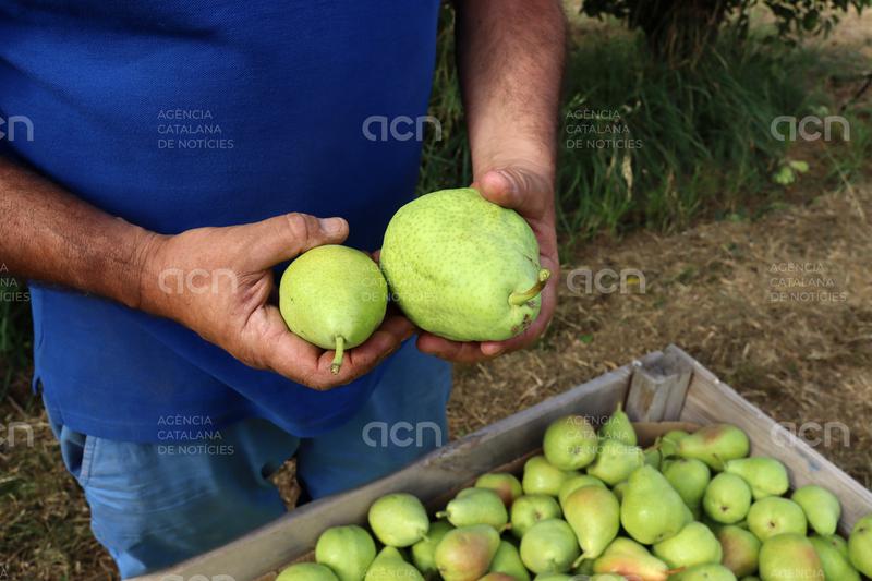 Comença a Lleida la collita de la pera llimonera afavorida per la calor, que n’ha augmentat la mida