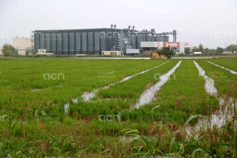 UP adverteix que limitar fitosanitaris de l'arròs al delta de l'Ebre fa el sector més dependent i menys productiu