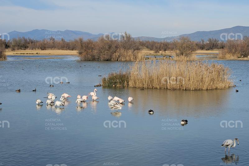La IAEDEN demana que l'ampliació del Parc Natural dels Aiguamolls de l'Empordà s'estengui a quinze zones més 