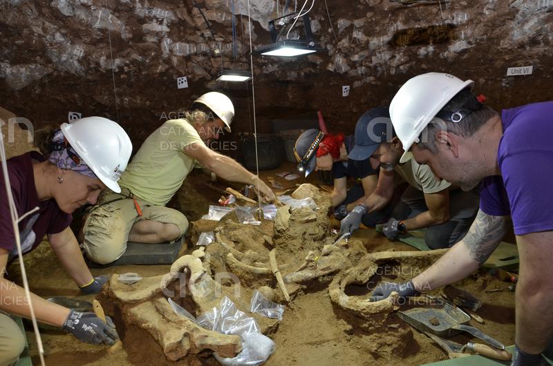 Troben dos esquelets de rinoceront sencers de fa 200.000 anys a la Cova de les Teixoneres de Moià