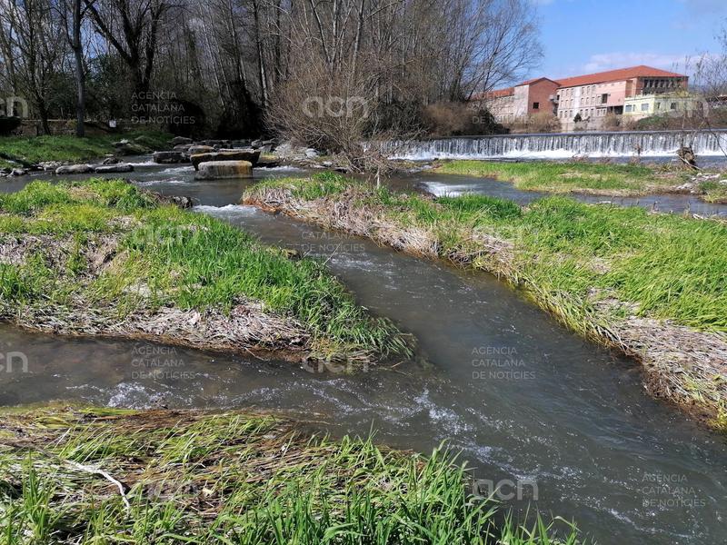 Un estudi alerta que les rescloses posen en risc la biodiversitat del curs fluvial del riu Ter a Osona 