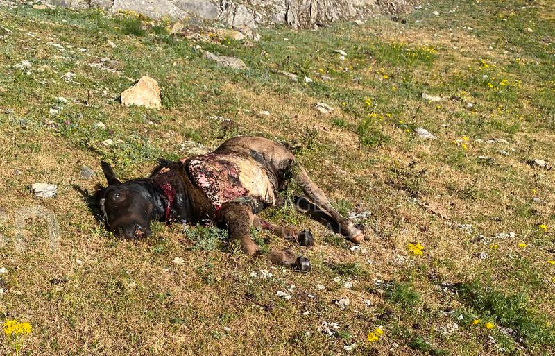 Ramaders del Pallars denuncien que un os ha matat una euga i un poltre i ha ferit un vedell a la zona de Bonabé