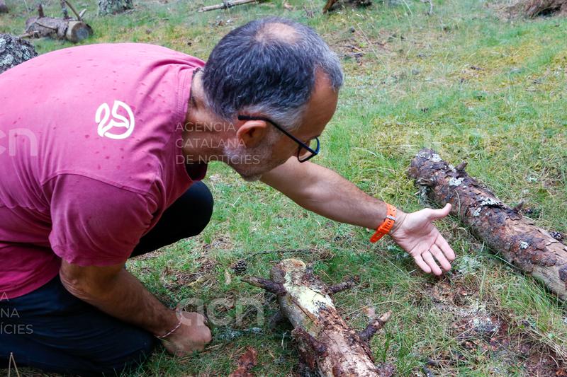 El canvi climàtic podria reduir fins a un 20% la producció de bolets al Pirineu el 2040, segons el CTFC