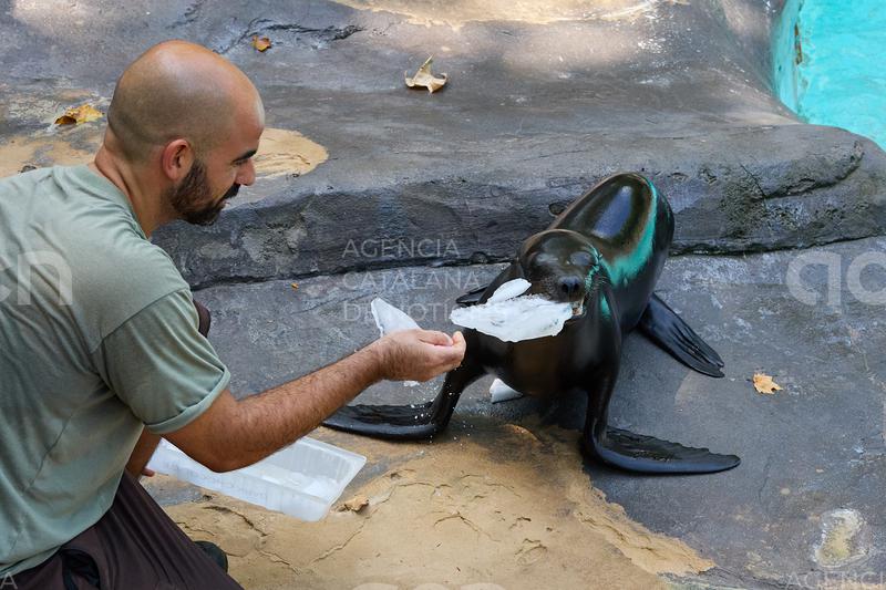 El Zoo de Barcelona reforça les mesures de benestar animal davant els episodis de calor