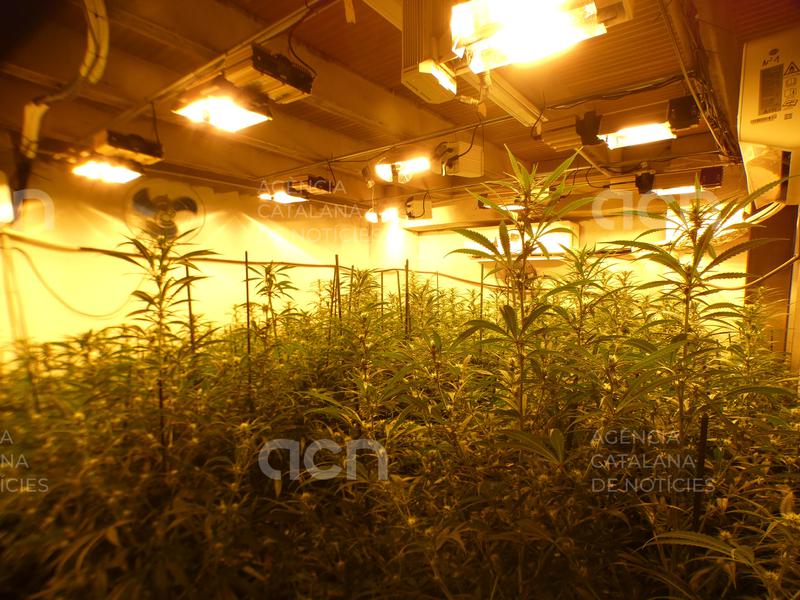 Un detingut en el desmantellament d'una plantació de marihuana amb 733 plantes a Gavà