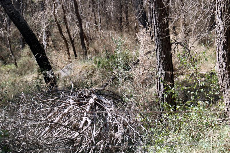 Catalunya encara una jornada crítica pel risc d’incendi forestal i la calor intensa