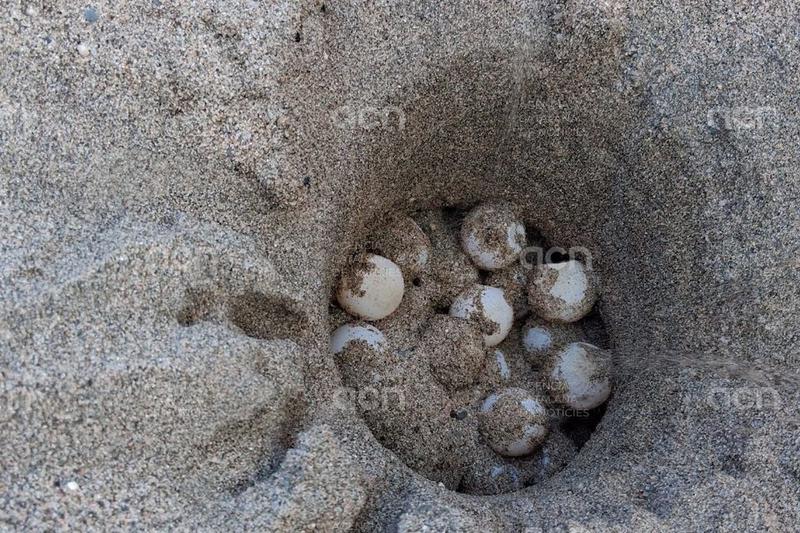 Detectat a l'Estartit el primer niu de tortuga careta de la temporada a la costa catalana