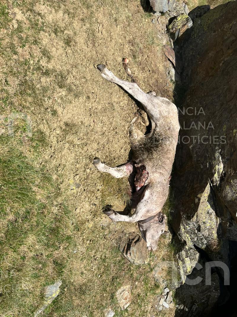 Creix el malestar entre el sector ramader del Pallars pel tercer atac mortal d'os en una setmana