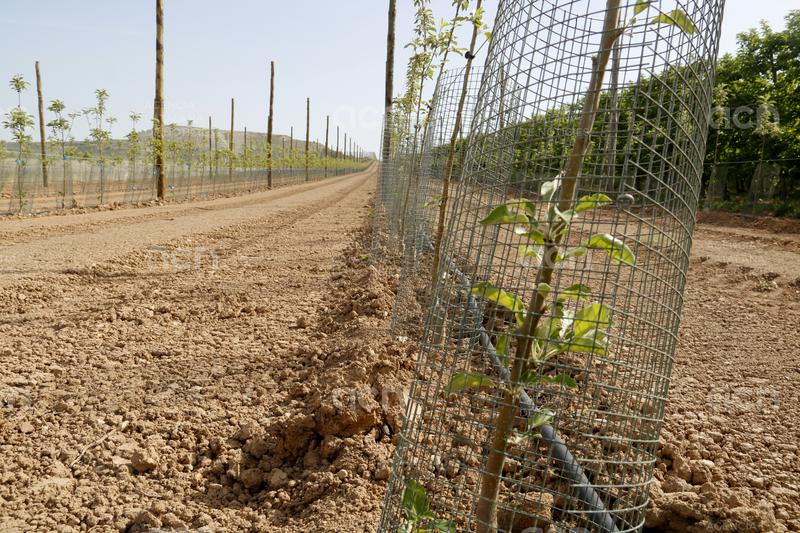 Ordeig defensa les mesures per reduir la sobrepoblació de conills als camps i obre la porta a "augmentar-les, si cal"