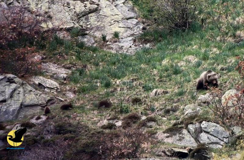 Depana documenta dues osses amb tres cadells cadascuna a la Val d'Aran, un fet inèdit al Pirineu