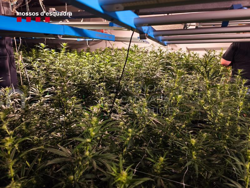 Els Mossos d'Esquadra desmantellen una plantació de marihuana i detenen un home per tràfic de drogues al Tarragonès