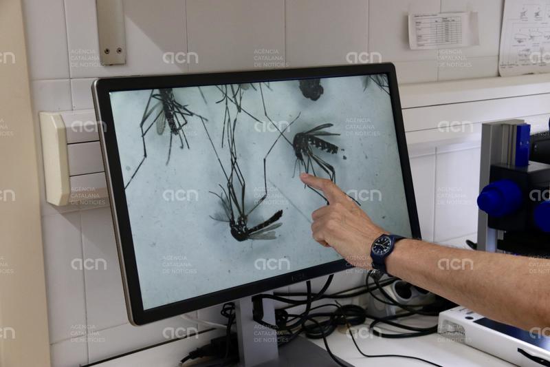La falta de pluges abundants redueix la presència de mosquits al Baix Llobregat aquest estiu