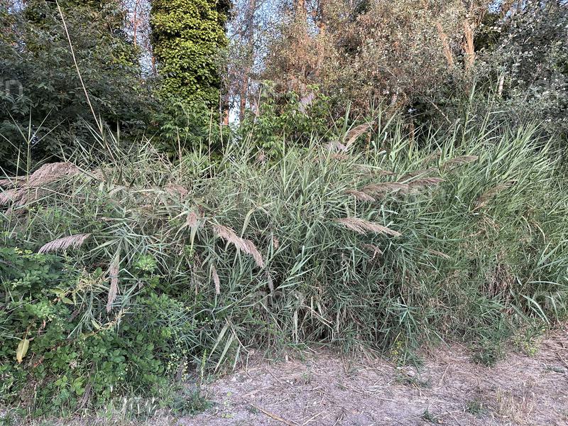 Territori treballa per recuperar la canya autòctona al riu Ebre