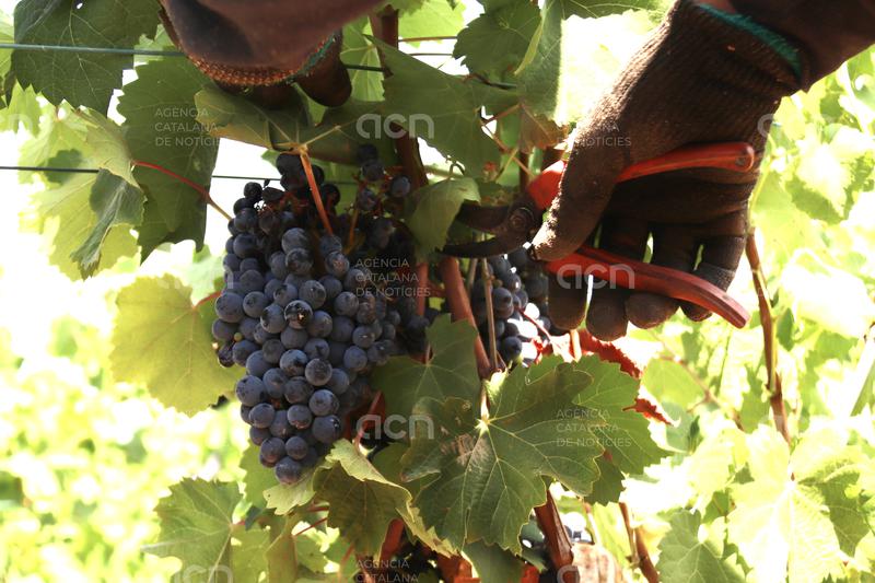 La calor intensa anticipa la verema a la DO Penedès i redueix les previsions d'excedents de raïm