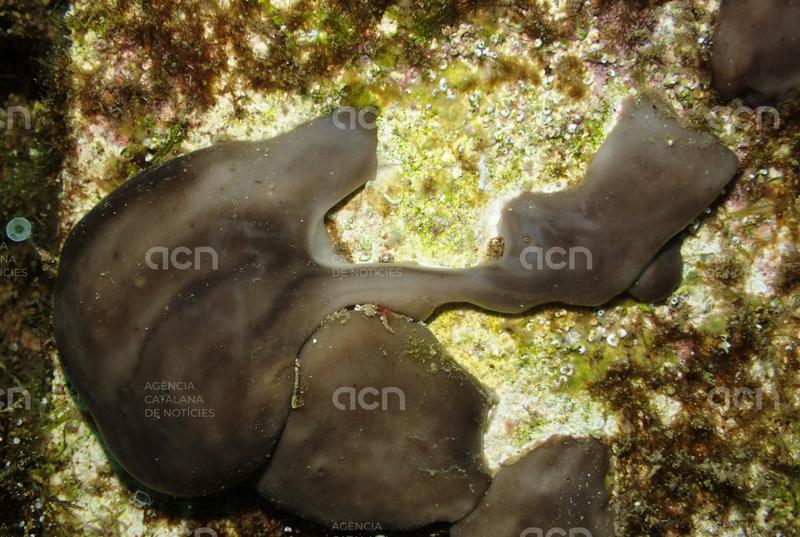 Un estudi identifica una esponja mediterrània com una espècie "aliada" per recuperar la vida als ports contaminats