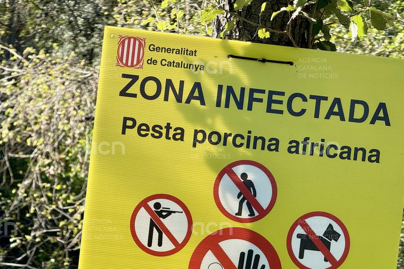 Detectat 1 nou cas de pesta porcina africana, que eleva el total de positius fins als 373