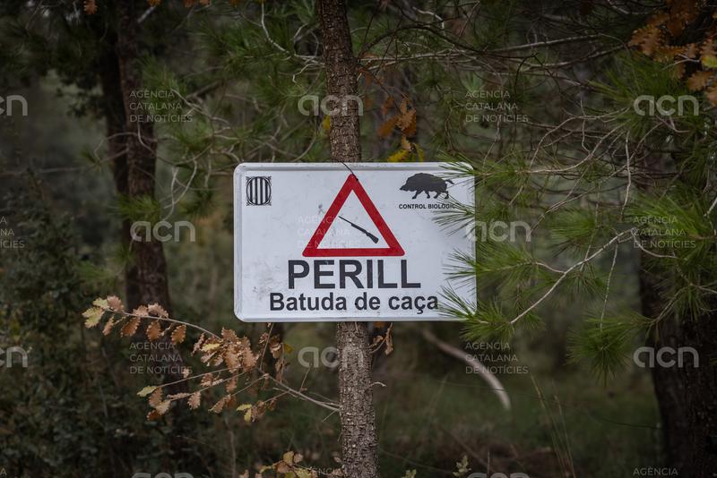 Agricultura declararà l'emergència cinegètica als vedats del massís de Rocacorba que no capturen els senglars previstos