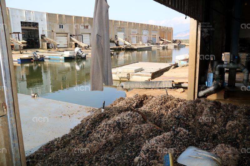 La calor extrema torna a matar el musclo al delta de l'Ebre i fa perdre la producció un 20% 