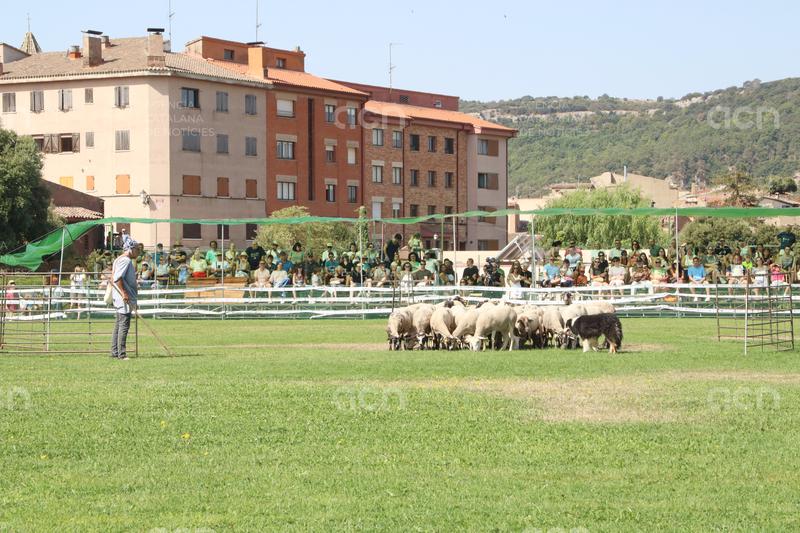 Juli Bayot i el gos Atila s'enduen la victòria en el 37è concurs de gossos d'atura de Prades