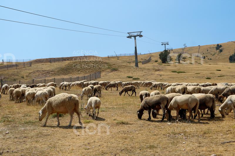La Molina recorre a un ramat de més de 3.000 ovelles per preparar les pistes d'esquí durant l'estiu