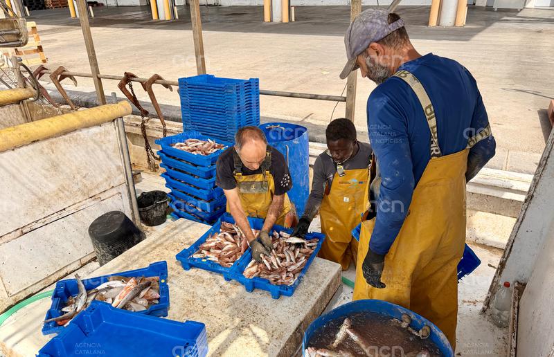 La pesca de gamba vermella a la Costa Central, aturada pels topalls europeus en un any de població "extraordinària"