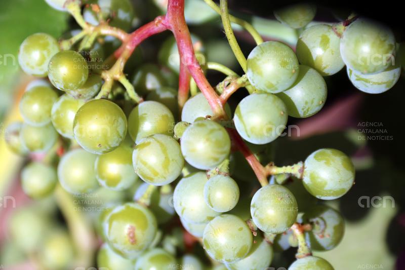 La DO Pla de Bages recupera la malvasia blanca-roja, una varietat ancestral única de la comarca