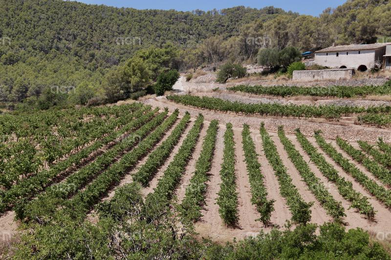 Sant Pere de Ribes lidera la creació d’un Espai Agrari a la Plana del Garraf per preservar i ajudar la pagesia