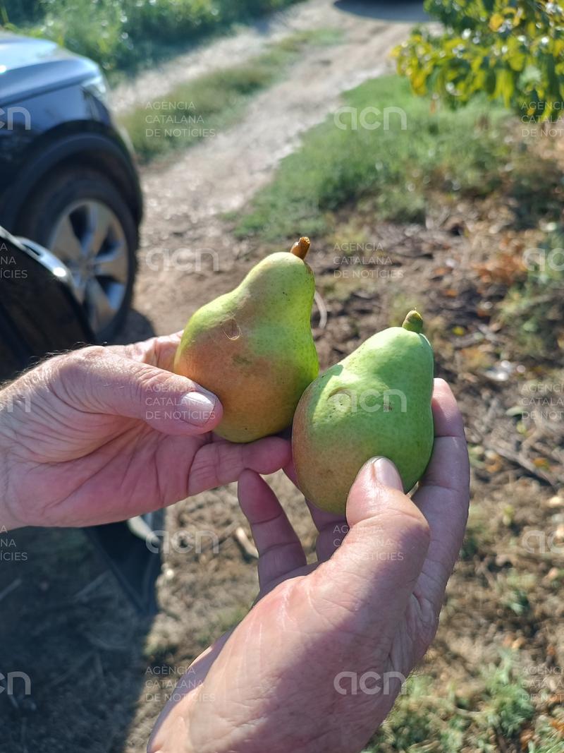 Les tempestes deixen poca afectació sobre els cultius de Ponent tot i la intensitat dels xàfecs i la calamarsa