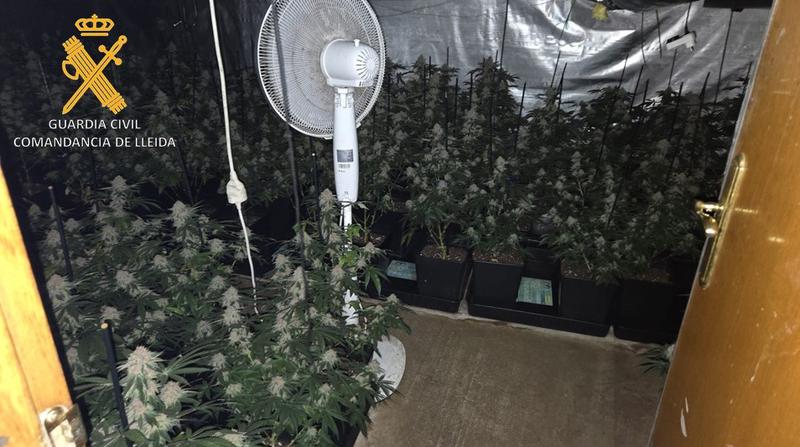 La Guàrdia Civil desmantella una plantació de marihuana en un pis de Lleida i deté un home