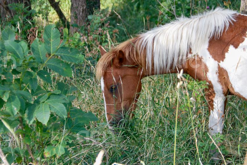 Silvopastura amb ponis pottoka per reduir el risc d’incendis a Aristot, a l’Alt Urgell