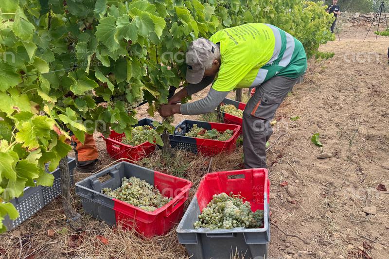 Les pluges de l'hivern fan recuperar la producció habitual de vi de la DO Empordà que mantenen una "qualitat excel·lent"