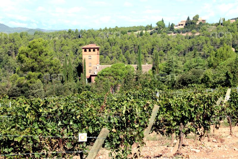 El Festival Camins de Manresa creix i oferirà quatre concerts al setembre en quatre cellers de la DO Pla de Bages