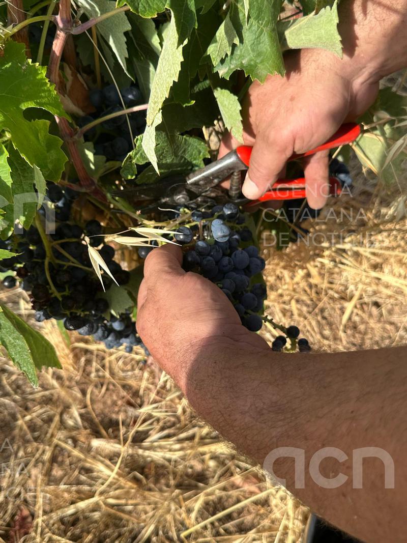 Mas Blanch i Jové inicia la verema més primerenca de la seva història