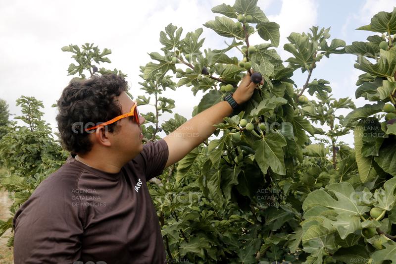 La collita de la figa d'Alguaire arrenca amb bones qualitats però amb preus baixos per l'augment de l'oferta