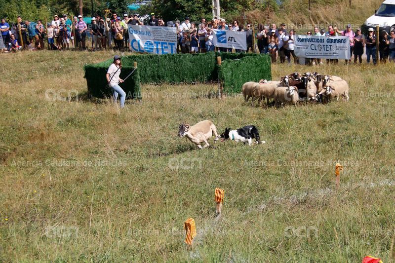 Deu pastors competiran en el Concurs de Gossos d'Atura de Castellar de n'Hug