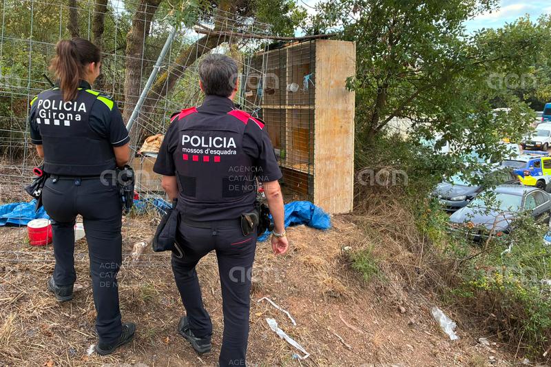 Desmantellen un tancat il·legal amb galls destinats a baralles d'una zona boscosa de Girona 
