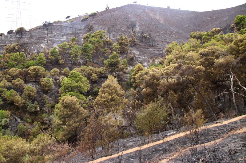 Controlat l’incendi de Collserola, que ha afectat 54 hectàrees