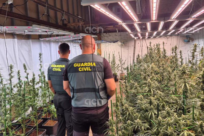 Desmantellat un cultiu de 721 plantes de marihuana en una casa de Llers on vivia una parella amb els fills menors
