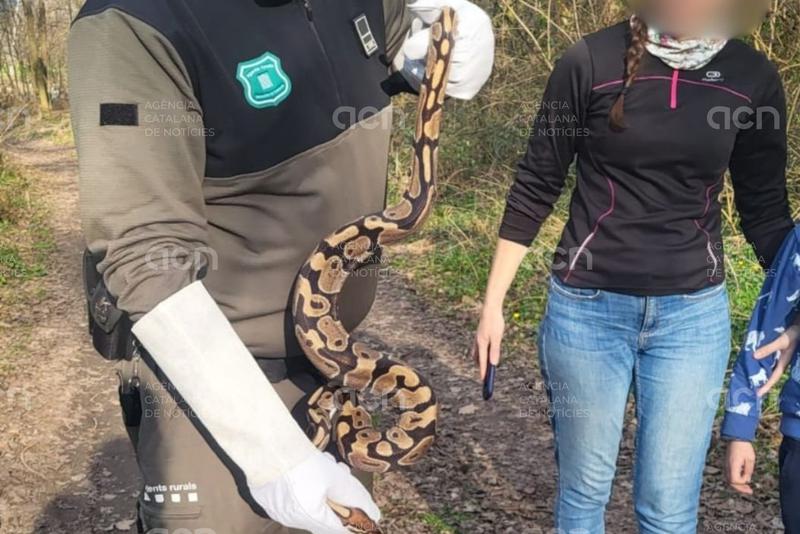 Els Agents Rurals capturen una serp pitó a Manlleu