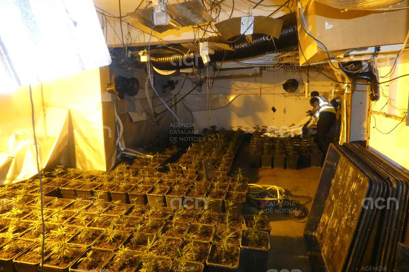 Detenen un home i desmantellen un cultiu de 913 plantes de marihuana en una casa de Vidreres