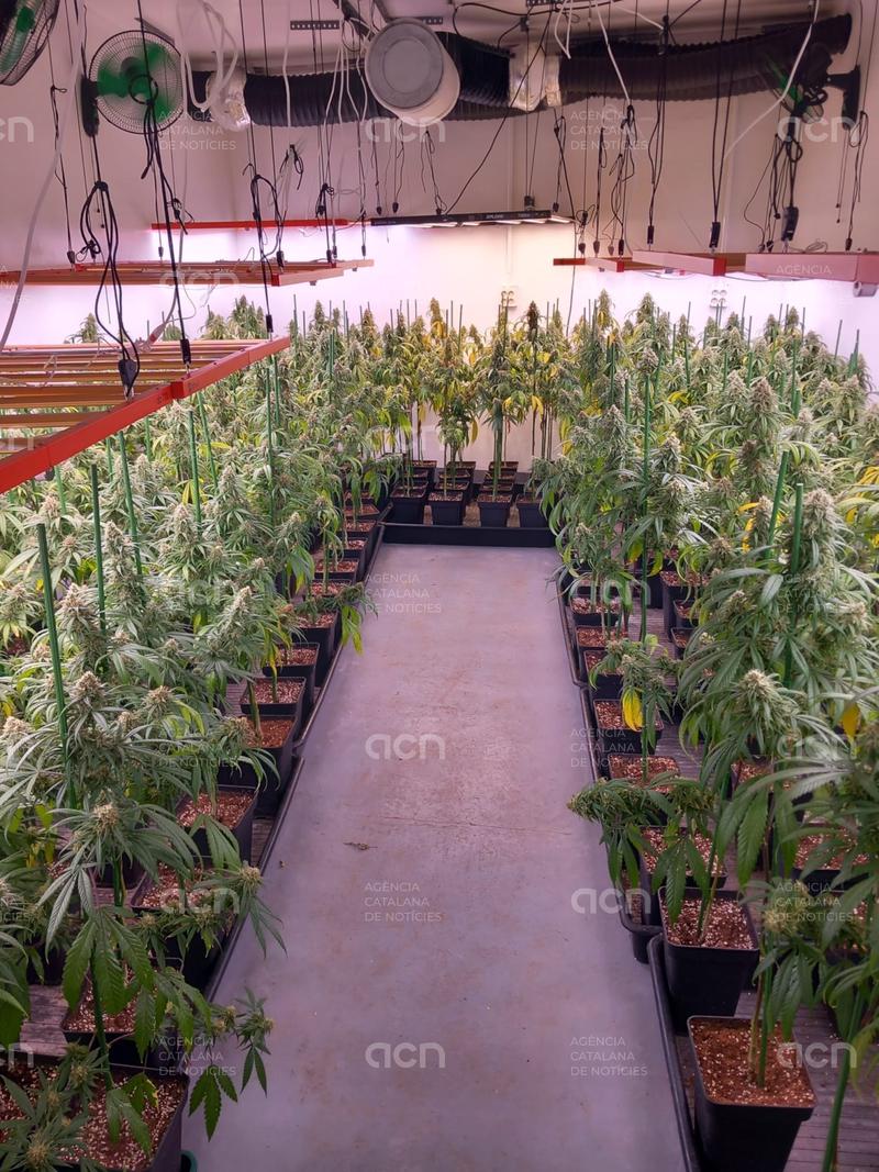 Dos detinguts per un cultiu d’interior de marihuana amb 835 plantes en un local d’una empresa de Ripollet 