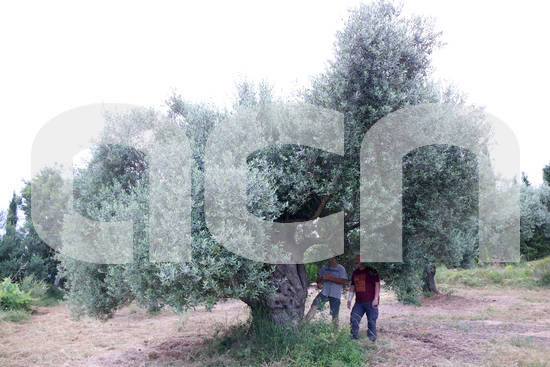 Territori engega la consulta pública per elaborar el decret de conservació de les oliveres monumentals