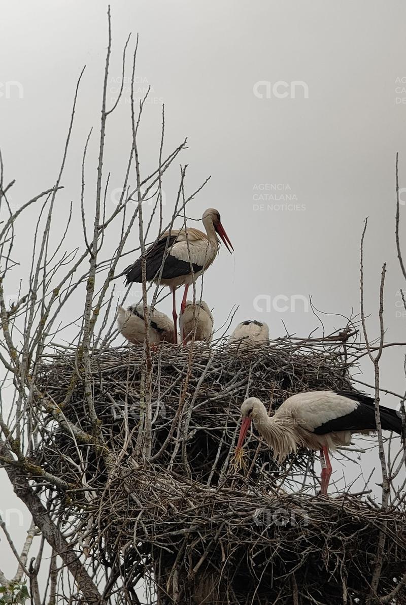 L'estany de Banyoles consolida la població de cigonya blanca amb un "rècord" de naixements i supervivència