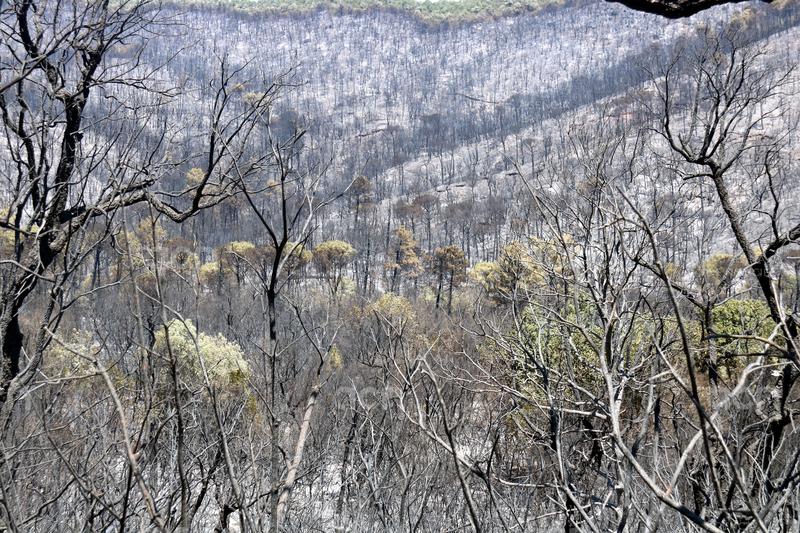 La Generalitat sanciona amb 300.000 euros l'empresa on treballava l'operari que va originar l'incendi de les Gavarres
