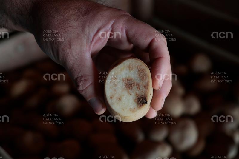 La necrosi provoca la pèrdua d'entre un 40 i un 60% de la collita de la IGP Patata de Prades