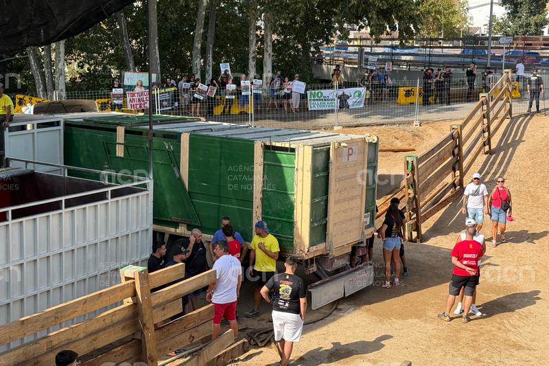 Entitats animalistes protesten pels Correbous a Vidreres, però l'organització diu que "no hi ha debat" al poble
